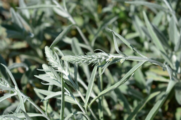 Silver speedwell flower buds