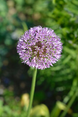 Flowering Onion Purple Sensation flower