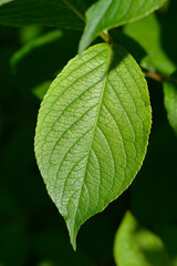Old-fashioned weigela leaves