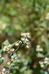 Elliotts Blueberry branch with immature fruit