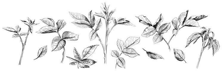 Hand drawn branch vintage illustration. Rose leaf isolated collection element on white background. Black and white hand drawn branch vintage engraved ink art.