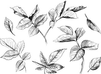 Hand drawn branch vintage illustration. Rose leaf isolated collection element on white background. Black and white hand drawn branch vintage engraved ink art.