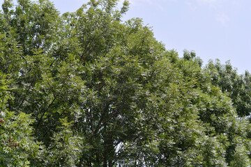 Common ash tree