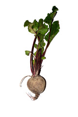 Round beetroot on white background torn from the ground