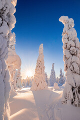 snow covered trees