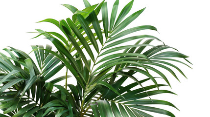 Tropical Palm Leaves Arrangement