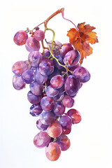 Illustration Of Delicious And Beautiful Purple Grapes In Watercolor