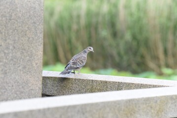 zebra dove in the park