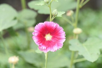 red hollyhock close up on the flower