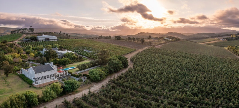 Aerial view of vineyard at sunset in Elgin, Western Cape, South Africa.