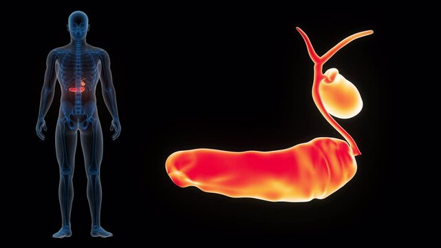 Human Internal Organs Pancreas with Gallbladder Anatomy Animation Concept