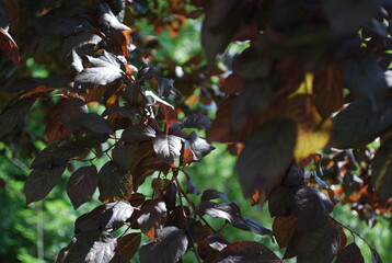Burgundy color leaves of a cherry plum tree in the summer 