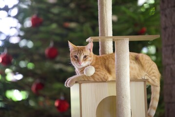 orange cat lying on scratching post in background Christmas tree