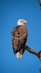 Majestic Bald Eagle Perched on Branch in Natural Habitat