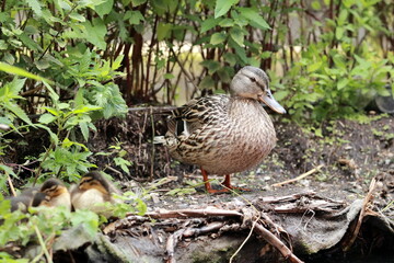 Guardians of Serenity: A Mother's Watch