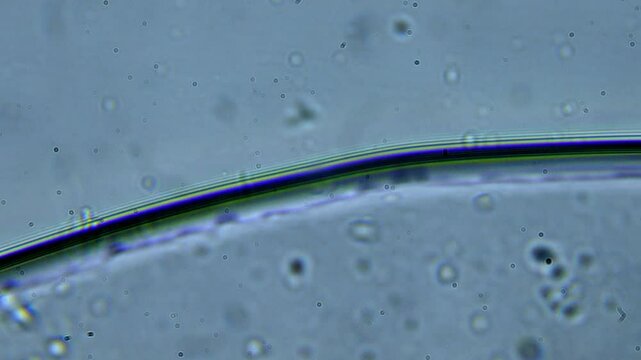 Microscopic view of a water droplet showing bacteria, microorganisms, and plants. High magnification reveals paramecia and bacteria. Lab research on water organic contamination.
