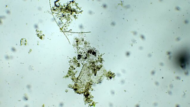 Microscopic view of a water droplet, showing bacteria, microorganisms, and plants. High magnification reveals paramecia and bacteria. Lab examination of water organic contamination.