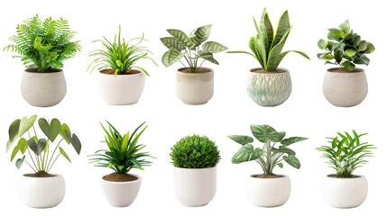 Obraz premium Collection of Various Indoor Plants in Stylish White Pots