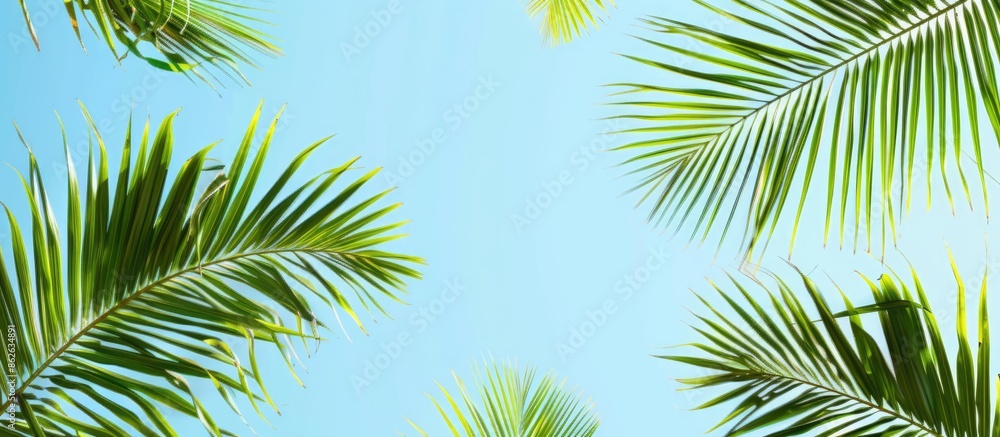 Aufkleber palm leaves create a scenic tropical backdrop with a clear blue sky providing ample copy space image
