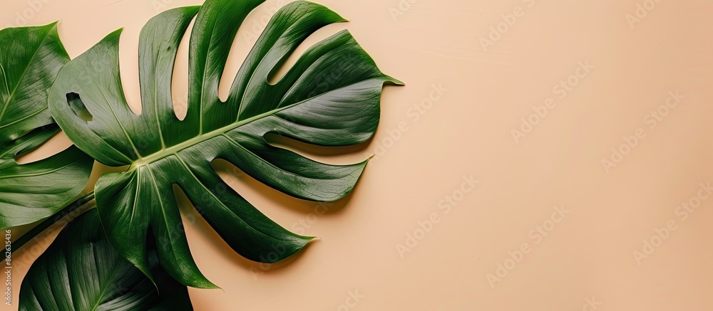 Poster Overhead shot of a green monstera leaf arrangement on a colored backdrop with available copy space image.