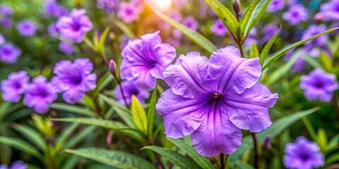 Purple Kencana Flower (Ruellia tuberosa) in Garden Serenity