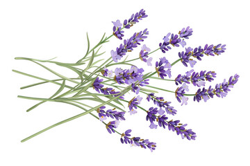 Fototapeta premium Bunch of Lavender Stems