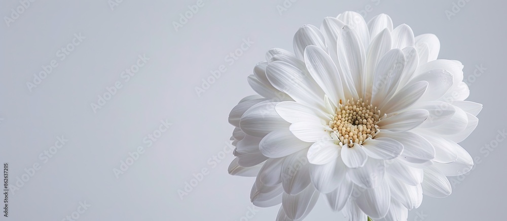 Aufkleber white flower with ample copy space image.