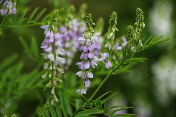 Obraz premium Blossoming galega officinalis, goat rue. Medicinal herb.