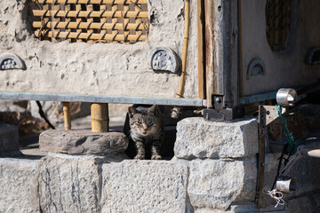 建物の隙間でくつろぐ猫