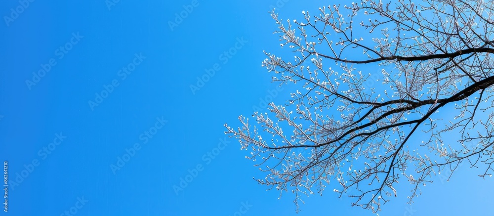 Fototapete blue sky provides a background for a tree branch, leaving empty space for photos. copy space image. 