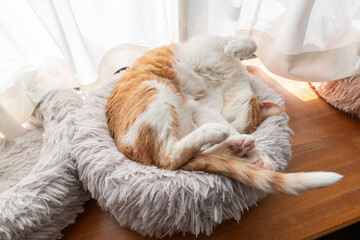  面白いポーズで眠る可愛い猫　茶トラ白