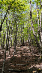 爽やかな新緑の森を歩く