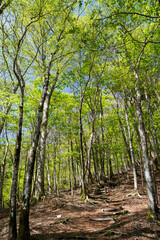 Obraz premium 爽やかな新緑の森を歩く