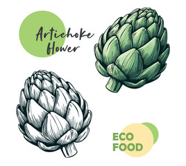 Artichoke flower hand drawn and sketch. Vector illustration