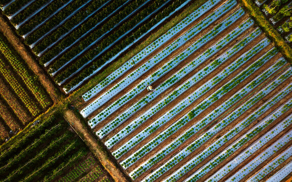 Aerial view of rice terraces at sunset with geometric patterns and rows, Sembalun, Indonesia.