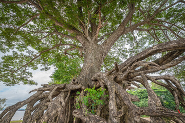 The floating root of Ancient Rain Tree at Ubon Ratchathani, Thailand