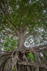 The floating root of Ancient Rain Tree at Ubon Ratchathani, Thailand