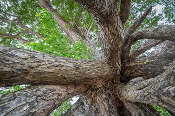 The floating root of Ancient Rain Tree at Ubon Ratchathani, Thailand