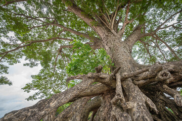 The floating root of Ancient Rain Tree at Ubon Ratchathani, Thailand