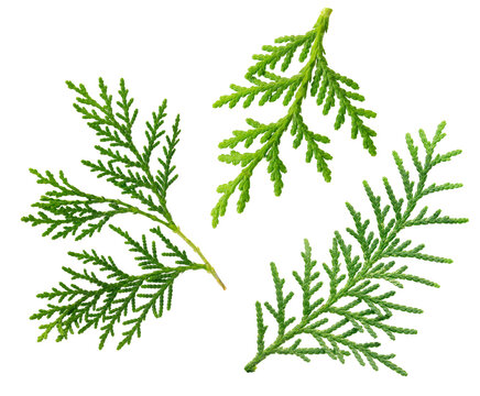some fresh leaves of Oriental arborvitae (Chinese Arborvitae) on white background.