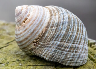 Close up macro detail on empty sea shells 