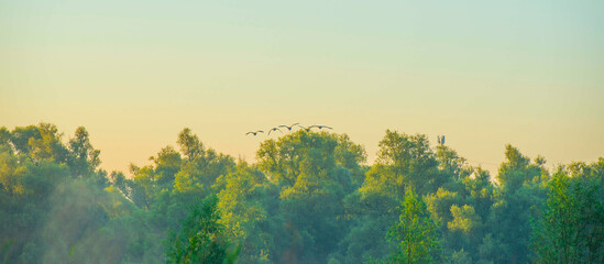 The edge of a lake with reed in wetland in summer at sunrise,  Almere, Flevoland, The Netherlands, June 24, 2024