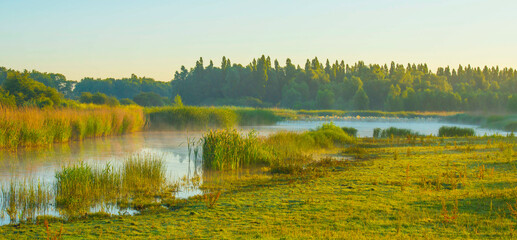 The edge of a lake with reed in wetland in summer at sunrise,  Almere, Flevoland, The Netherlands,...