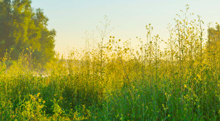 The edge of a lake with reed in wetland in summer at sunrise,  Almere, Flevoland, The Netherlands, June 24, 2024