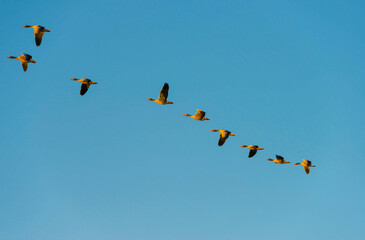 Birds flying in a blue colored sky at sunrise in summer, Almere, Flevoland, The Netherlands,  June 24, 2024