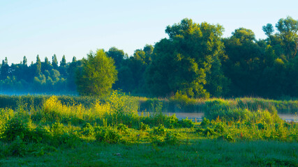 The edge of a lake with reed in wetland in summer at sunrise,  Almere, Flevoland, The Netherlands,...