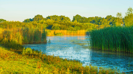 The edge of a lake with reed in wetland in summer at sunrise,  Almere, Flevoland, The Netherlands,...