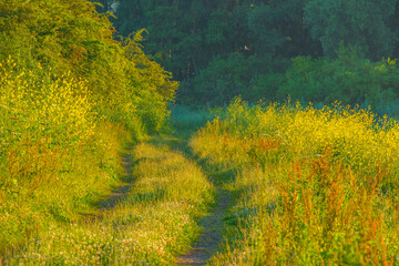 The edge of a lake with reed in wetland in summer at sunrise,  Almere, Flevoland, The Netherlands,...