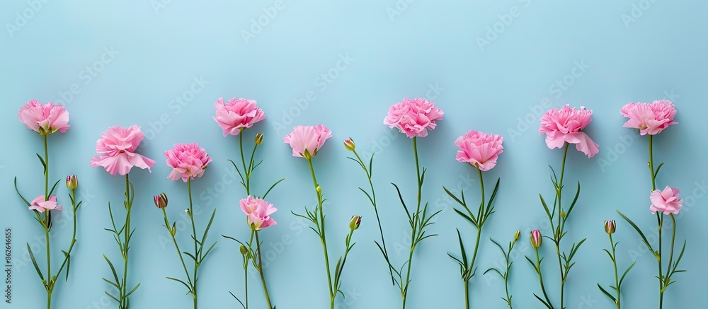 Poster flat lay view of pink flowers arranged on a soft blue backdrop with copy space image.