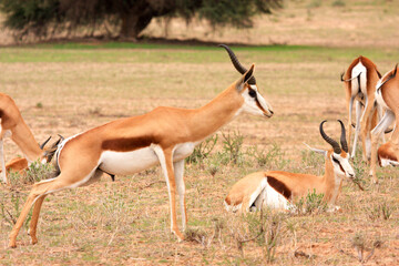 Kgalagadi Transfrontier Park one of the great parks of South Africa wildlife and hospitality in the Kalahari desert